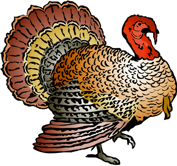 600x563 Wildlife Turkey Vector Banner Royalty Free Stock Png Files, Free