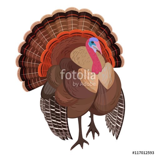 500x500 Wild Turkey For Your Design Stock Image And Royalty Free Vector