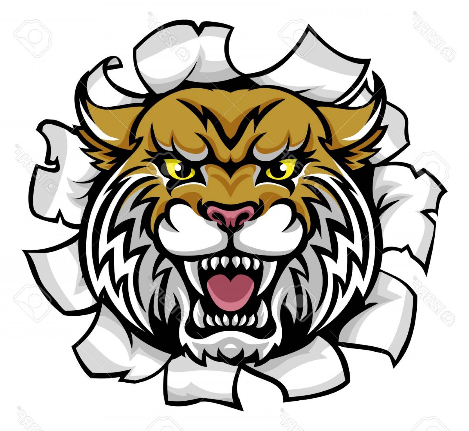 1560x1435 Photostock Vector A Wildcat Angry Animal Sports Mascot Breaking