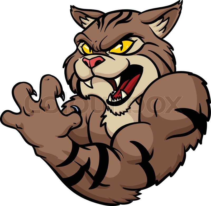 800x780 Fierce Looking Wildcat Mascot Vector Stock Vector Colourbox