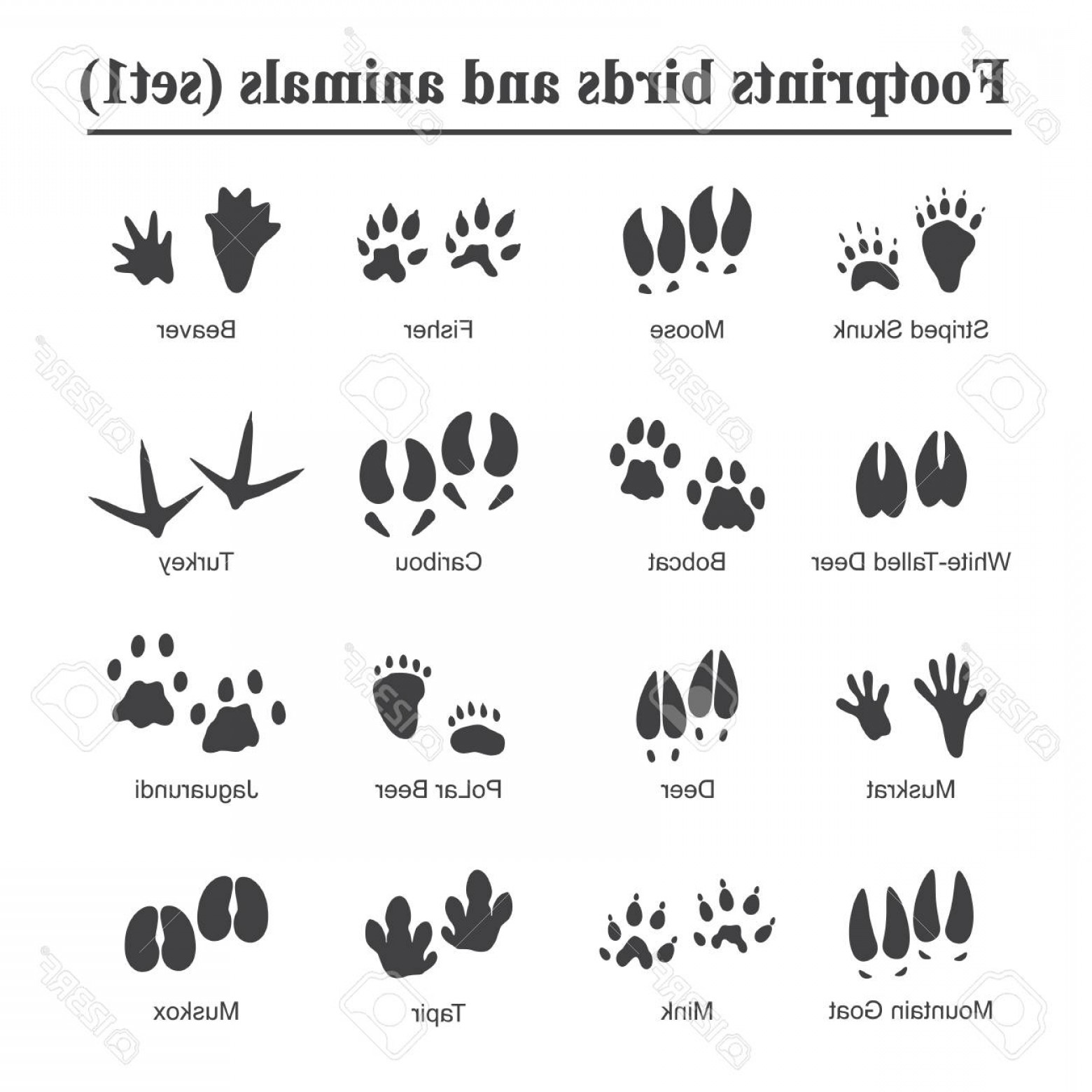 Wildcat Paw Print Vector at Vectorified.com | Collection of Wildcat Paw ...