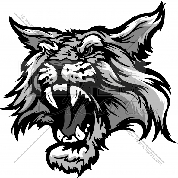 590x590 Cartoon Wildcat Mascot With Snarling Teeth Vector Illustration