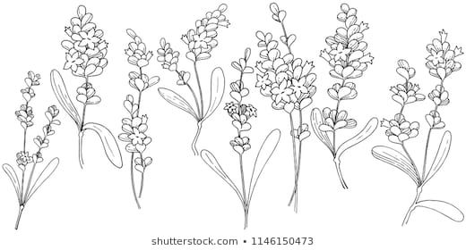 Vector Lavender Wildflower In A Vector Style Isolated Vector 520x280 Vector Lavender Wildflower In A Vector Style Isolated Vector