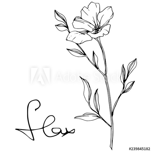 Vector Isolated Flax Flower Illustration Element Spring Leaf 500x500 Vector Isolated Flax Flower Illustration Element Spring Leaf