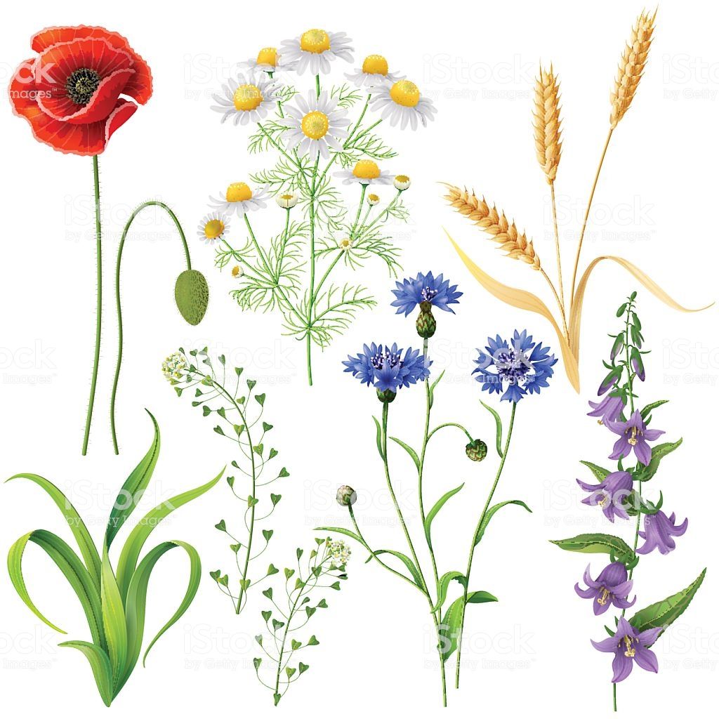 Wildflowers Set Poppy, Cornflowers, Chamomile, Bluebell, Wheat 1024x1024 Wildflowers Set Poppy, Cornflowers, Chamomile, Bluebell, Wheat