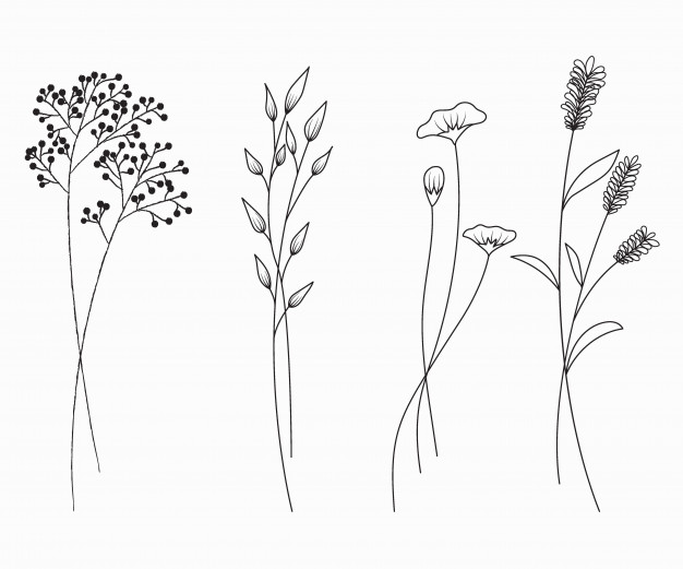 Hand Drawn Of Wildflowers Set Isolated On White Background Vector 626x521 Hand Drawn Of Wildflowers Set Isolated On White Background Vector