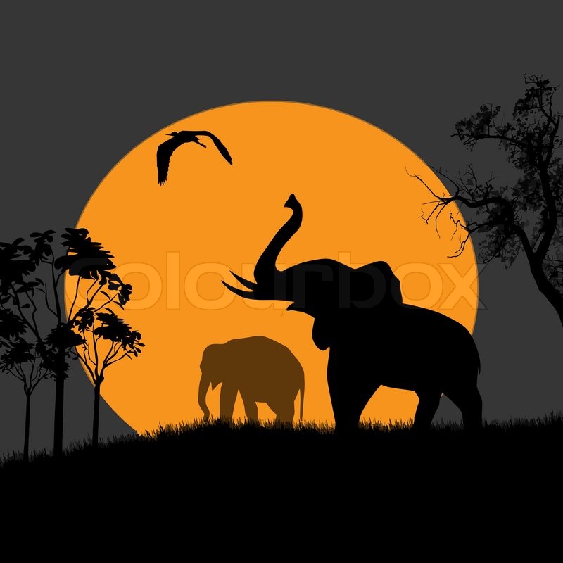 Silhouette View Of Elephants 800x800 Silhouette View Of Elephants