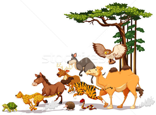 Wildlife Vector Illustration Daniel Cole 600x444 Wildlife Vector Illustration Daniel Cole