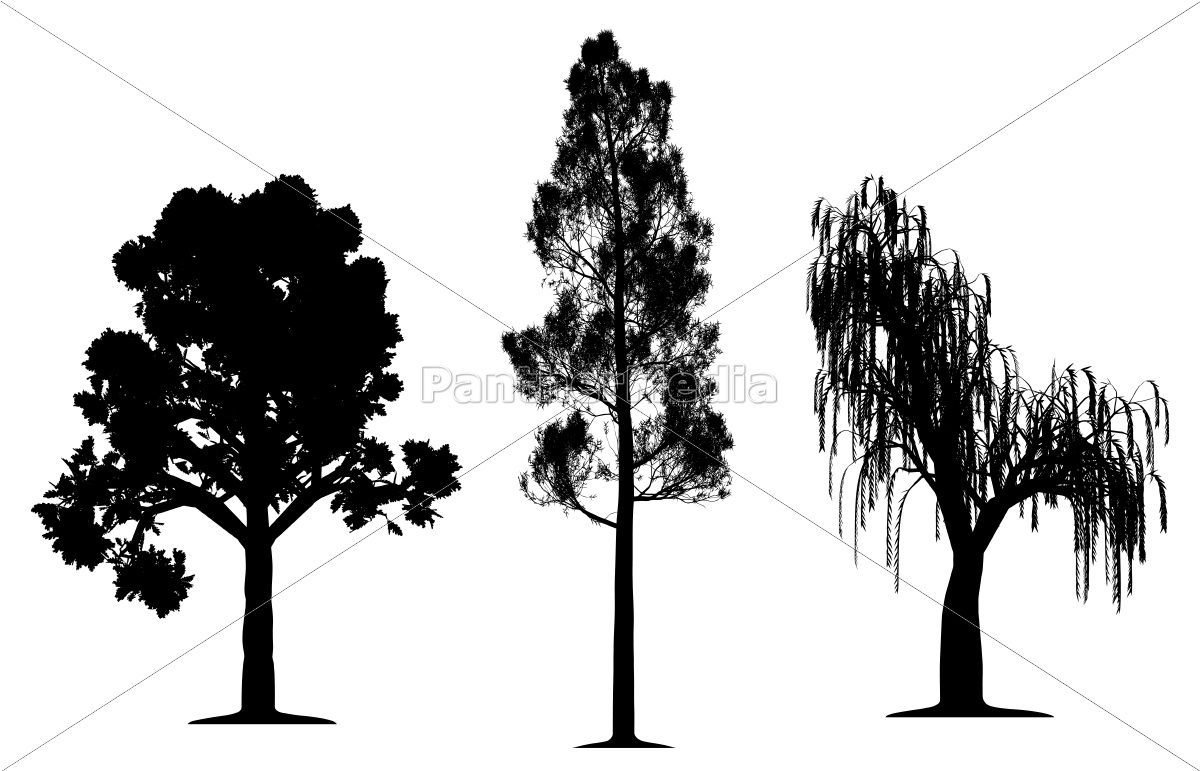 1200x771 Oak, Forest Pine And Weeping Willow Tree