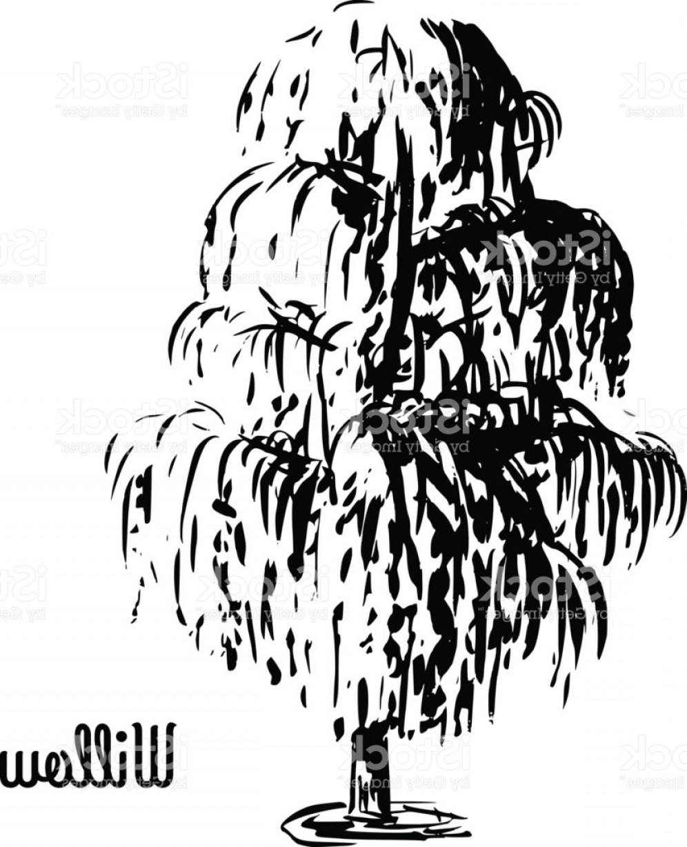 996x1228 Sketch Willow Tree Illustration Gm Soidergi