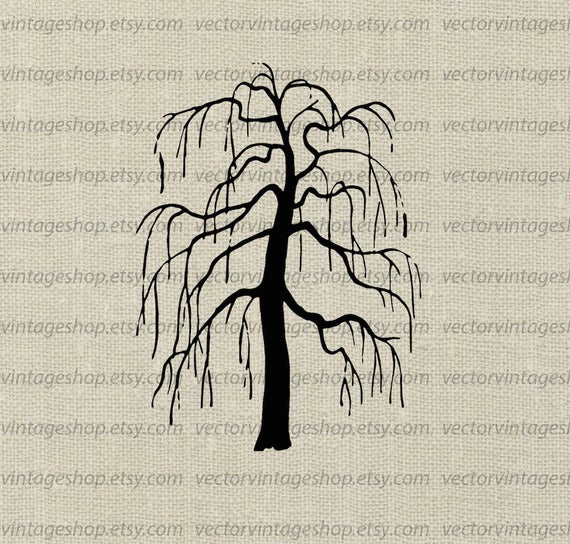 570x544 Weeping Willow Tree Vector Clipart Bare Tree Silhouette Clip Etsy
