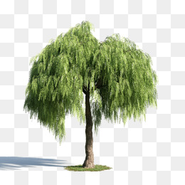 260x260 Willow Tree Silhouette Png