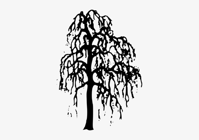 820x580 Willow Tree Vector