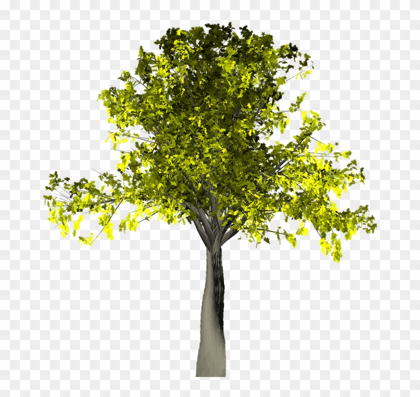 840x794 Willow Tree Vector Buy Clip Art, Hd Png Download