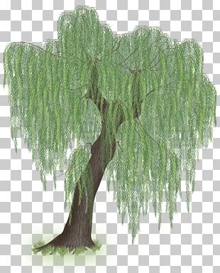 310x384 Willow Tree Vector Png Images, Willow Tree Vector Clipart Free