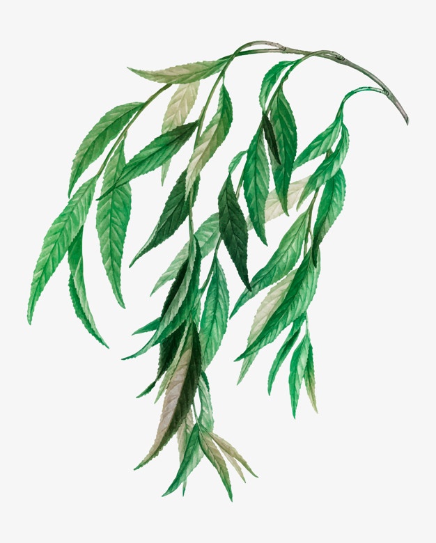 626x780 Willow Tree Vectors, Photos And Free Download