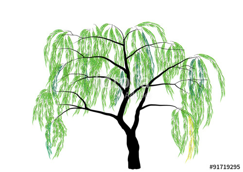 500x354 Willow Tree Vector Illustration Stock Image And Royalty Free