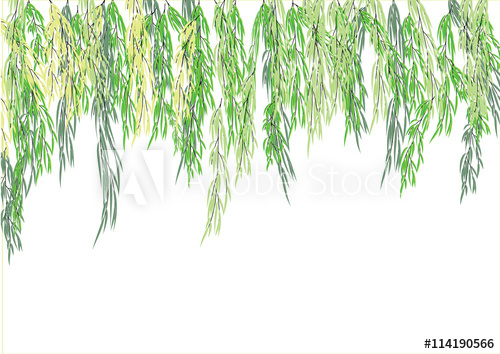 500x354 Willow Tree Branch,weeping Tree For Object Or Background,vector