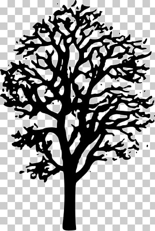 310x463 Willow Tree Vector Png Cliparts For Free Download Uihere