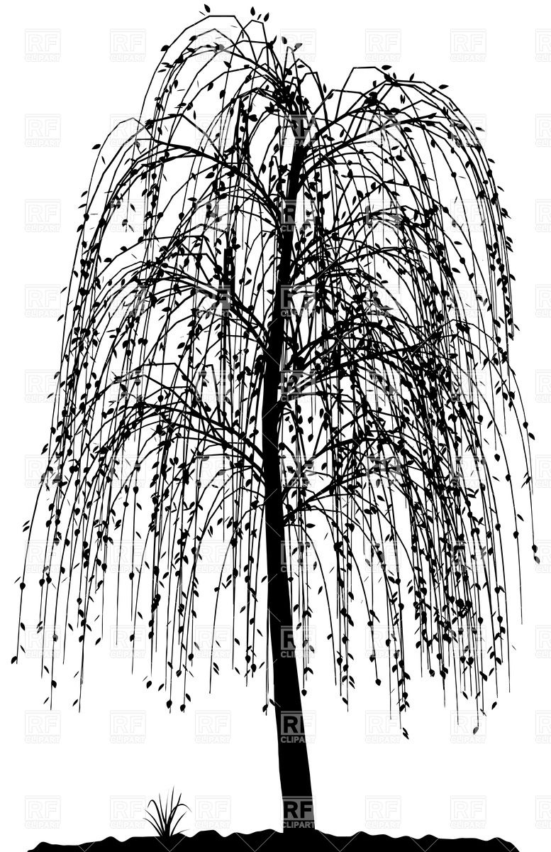 777x1200 High Detailed Willow Tree Silhouette Vector Image Of Plants