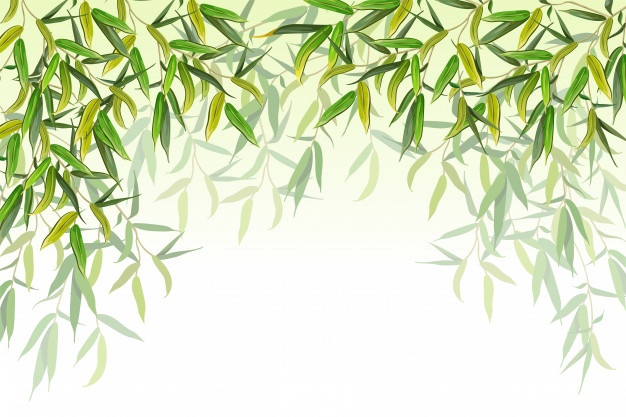 Weeping Willow Vectors, Photos And Free Download 626x417 Weeping Willow Vectors, Photos And Free Download