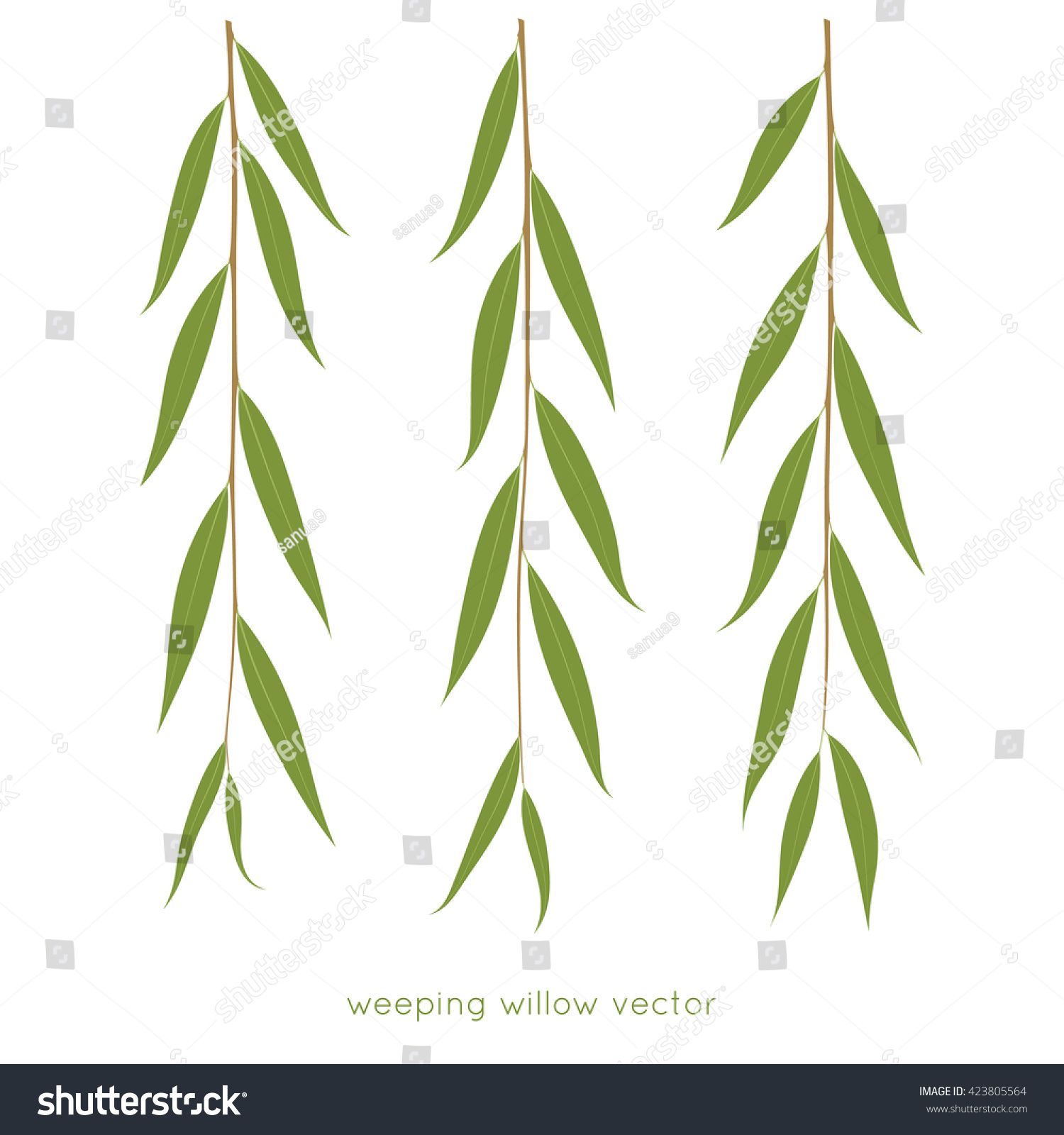 Weeping Willow Twigs Tree Branches Various Leaves Shape 1500x1600 Weeping Willow Twigs Tree Branches Various Leaves Shape