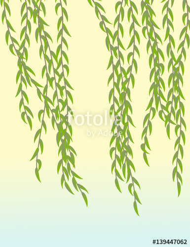 Weeping Willow Vector Illustration Spring Foliage Stock Image 385x500 Weeping Willow Vector Illustration Spring Foliage Stock Image