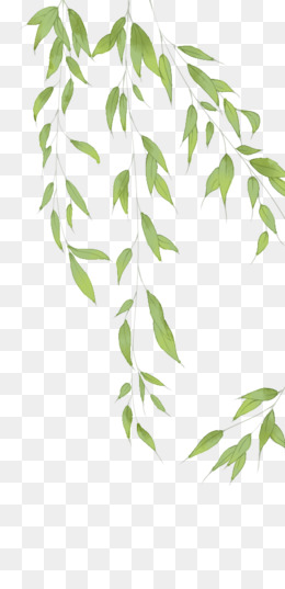 Willow Bark Png Images Vector And Free Download 260x537 Willow Bark Png Images Vector And Free Download