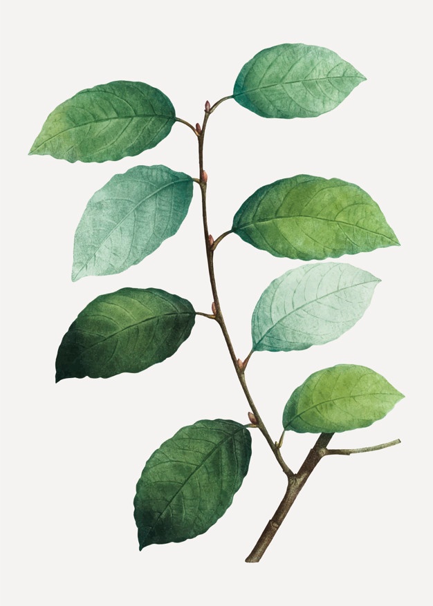 Willow Tree Vectors, Photos And Free Download 626x877 Willow Tree Vectors, Photos And Free Download