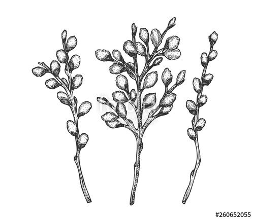 500x434 Willow Willow Branch Vector Illustration Stock Image