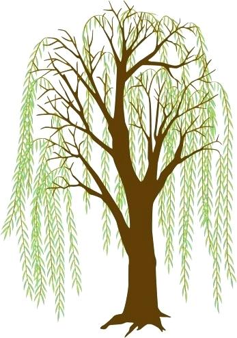 Willow Tree Drawings Conexaosaude Club 347x494 Willow Tree Drawings Conexaosaude Club