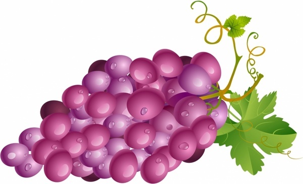 Grape Free Vector Download 600x365 Grape Free Vector Download