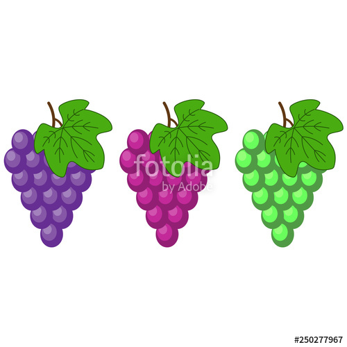 Red, Pink Muscatel And White Table Grapes, Wine Grapes Fresh 500x500 Red, Pink Muscatel And White Table Grapes, Wine Grapes Fresh