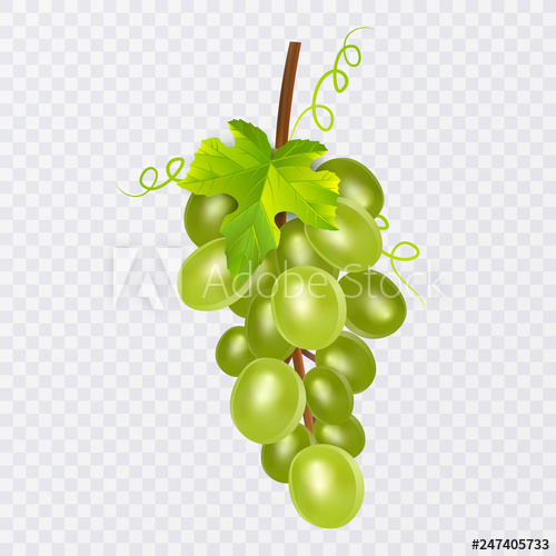White Table Grapes, Wine Grapes Fresh Fruit, Vector Icon Set 500x500 White Table Grapes, Wine Grapes Fresh Fruit, Vector Icon Set