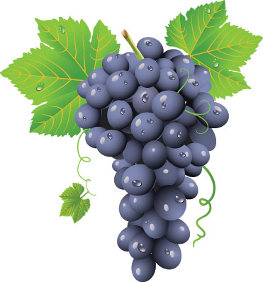 Wine Grapes 371x398 Wine Grapes