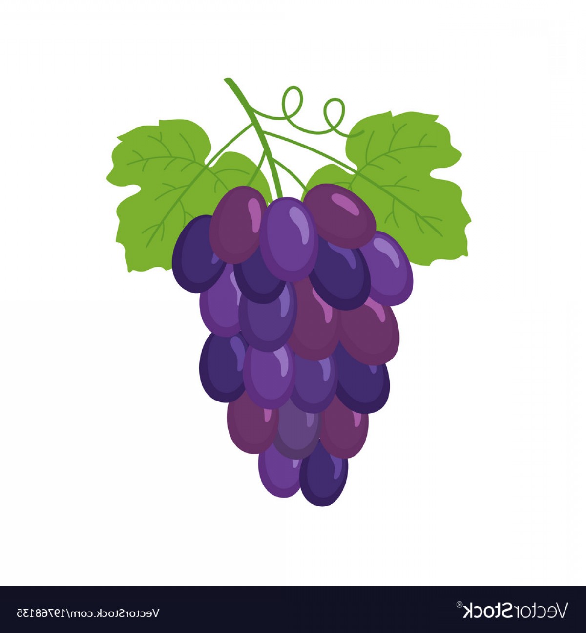 Bunch Of Wine Grapes Vector Soidergi 1200x1296 Bunch Of Wine Grapes Vector Soidergi