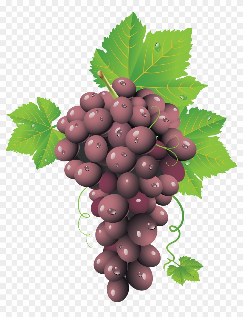Grape Clipart Transparent Background 840x1098 Grape Clipart Transparent Background