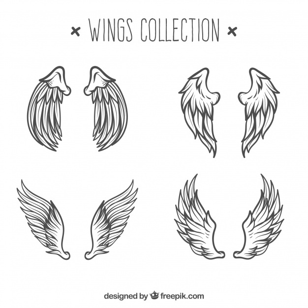 626x626 Wings Vectors, Photos And Free Download