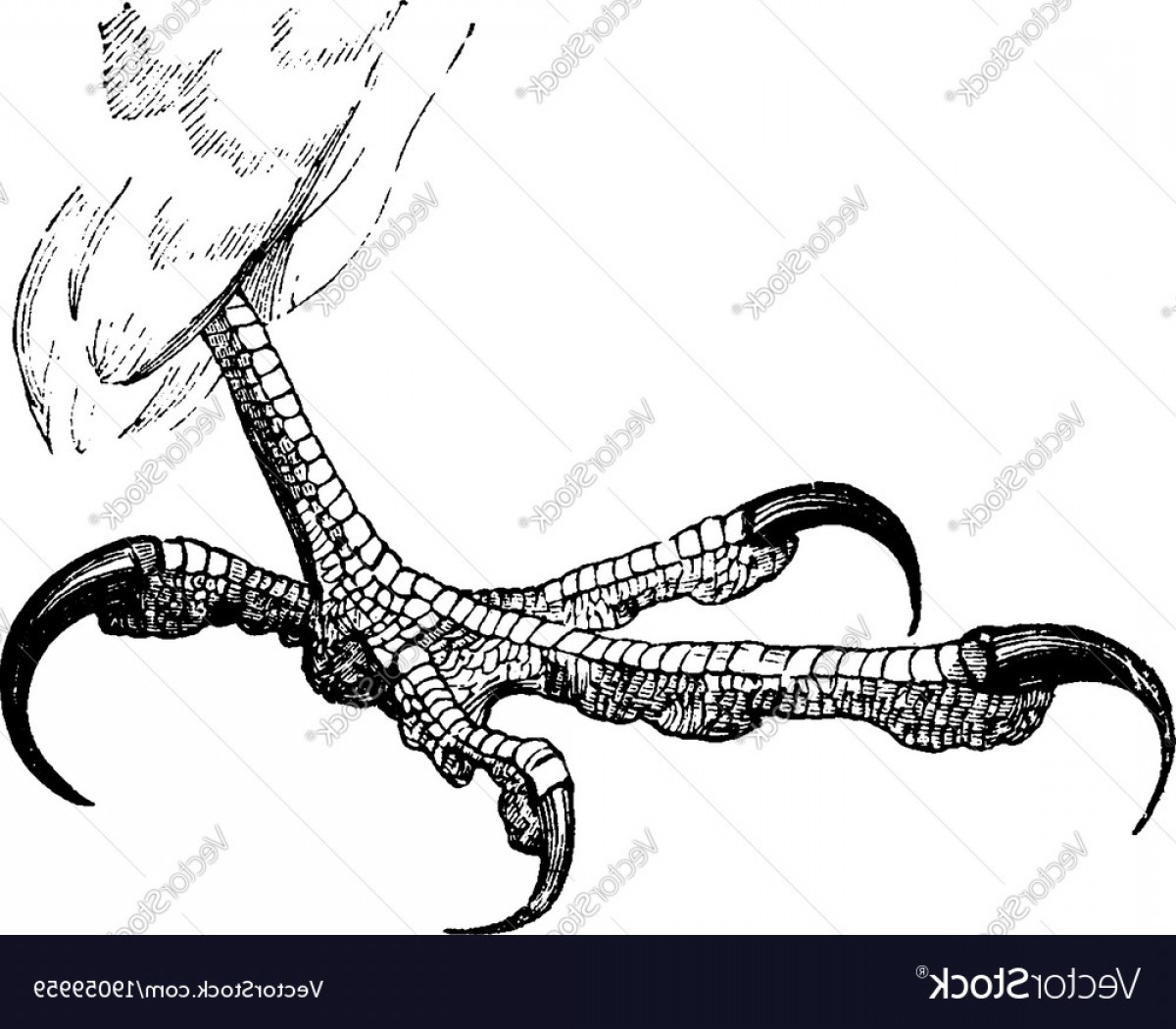 1200x1050 Foot Of A Peregrine Falcon Vintage Vector Soidergi