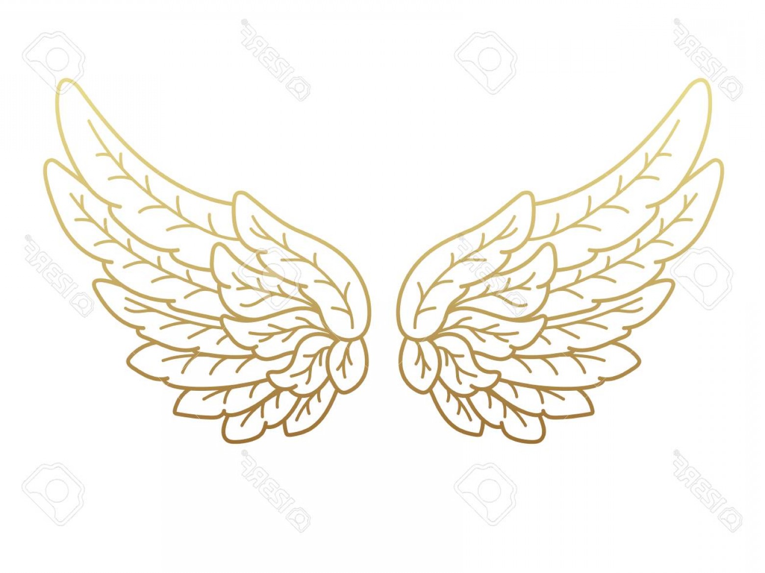 Gold Angel Wing Vector Art Cqrecords 1560x1170 Gold Angel Wing Vector Art Cqrecords