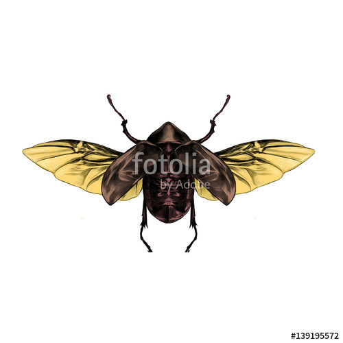 Beetle With Open Wings Top View, Symmetric, Flies, Sketch, Vector 500x500 Beetle With Open Wings Top View, Symmetric, Flies, Sketch, Vector