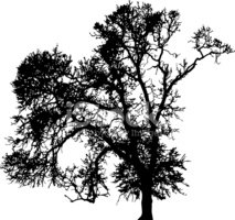 Winter Tree Silhouette, Vector Stock Vectors 213x200 Winter Tree Silhouette, Vector Stock Vectors
