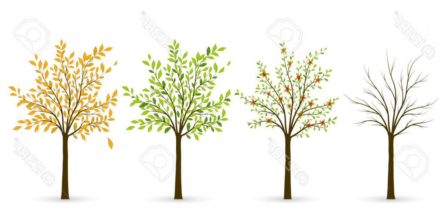 Photostock Vector Tree In Four Seasons Winter Spring Summer Autumn 1560x780 Photostock Vector Tree In Four Seasons Winter Spring Summer Autumn