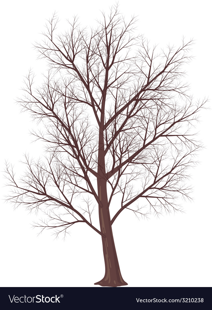 Png Vector Winter Tree Free Vector Winter Tree Transparent 740x1080 Png Vector Winter Tree Free Vector Winter Tree Transparent