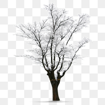 Winter Tree Png, Vector, And Clipart With Transparent 360x360 Winter Tree Png, Vector, And Clipart With Transparent