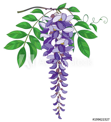 455x500 Vector Branch Of Outline Wisteria Or Wistaria Flower Bunch