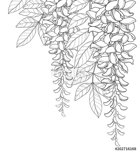 455x500 Vector Corner Bouquet Of Outline Wisteria Or Wistaria Flower Bunch