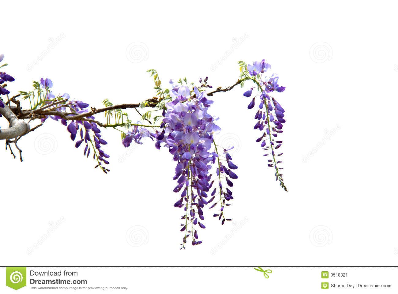1300x960 Wisteria