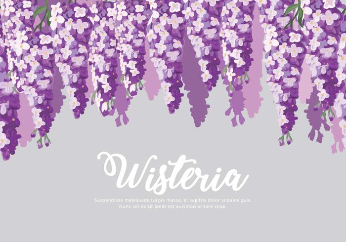 700x490 Wisteria Flowers Background Vector