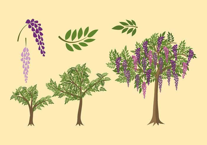700x490 Wisteria Plant Grow Free Vector
